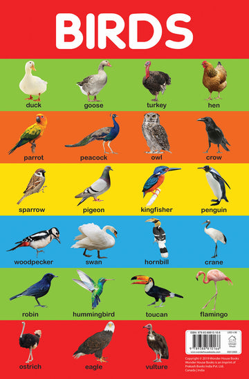 Birds - Early Learning Educational Posters For Children: Perfect For Kindergarten, Nursery and Homeschooling (19 Inches X 29 Inches)