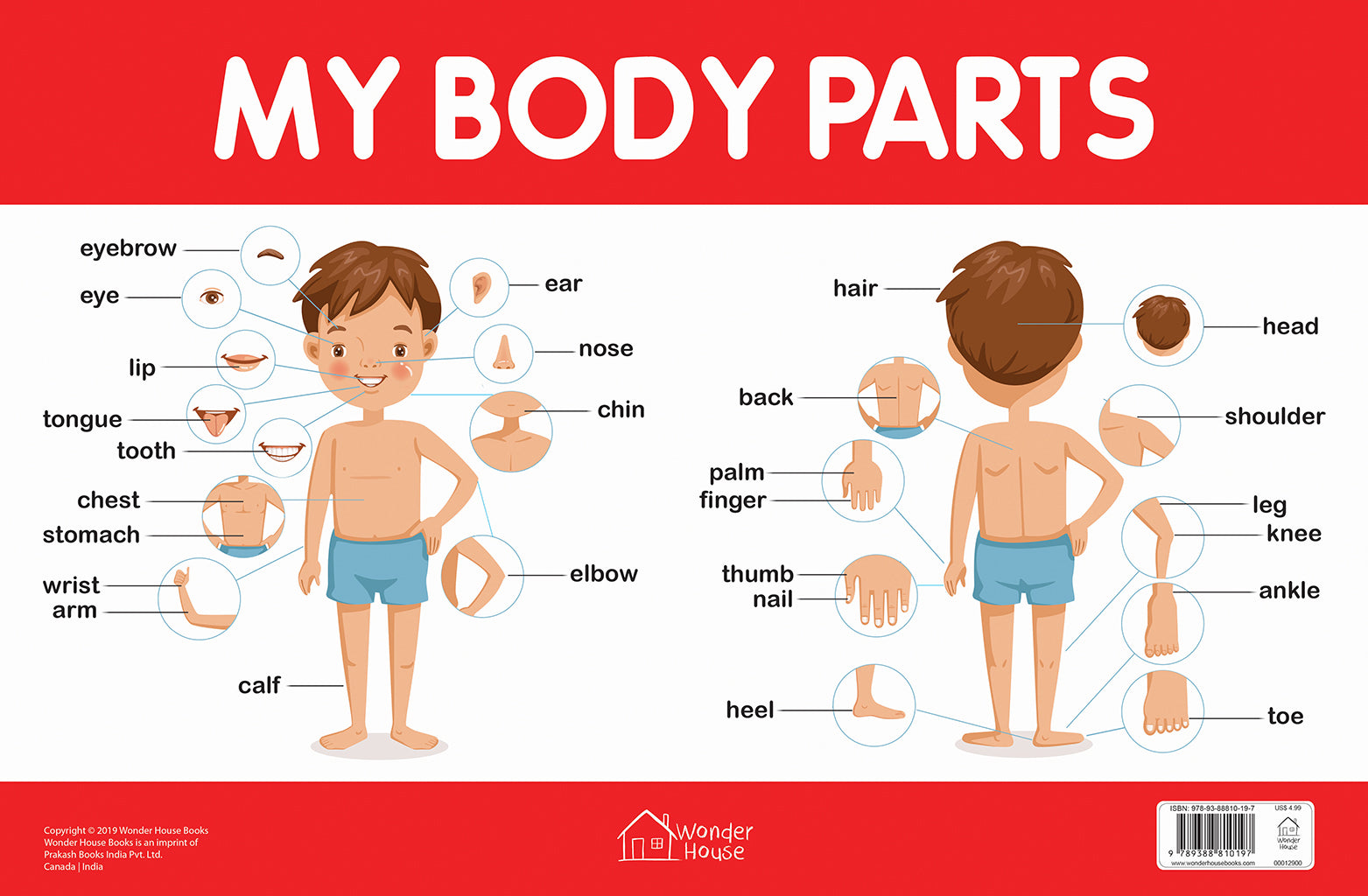 My Body Parts - Early Learning Educational Posters For Children: Perfect For Kindergarten, Nursery and Homeschooling (19 Inches X 29 Inches)