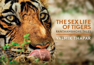 THE SEX LIFE OF TIGERS : RANTHAMBHORE TALES