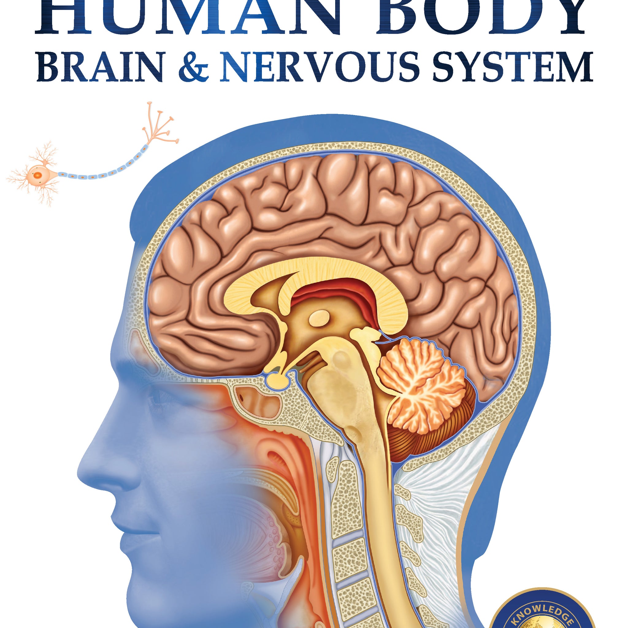 Human Body - Brain And Nervous System: Knowledge Encyclopedia For Children