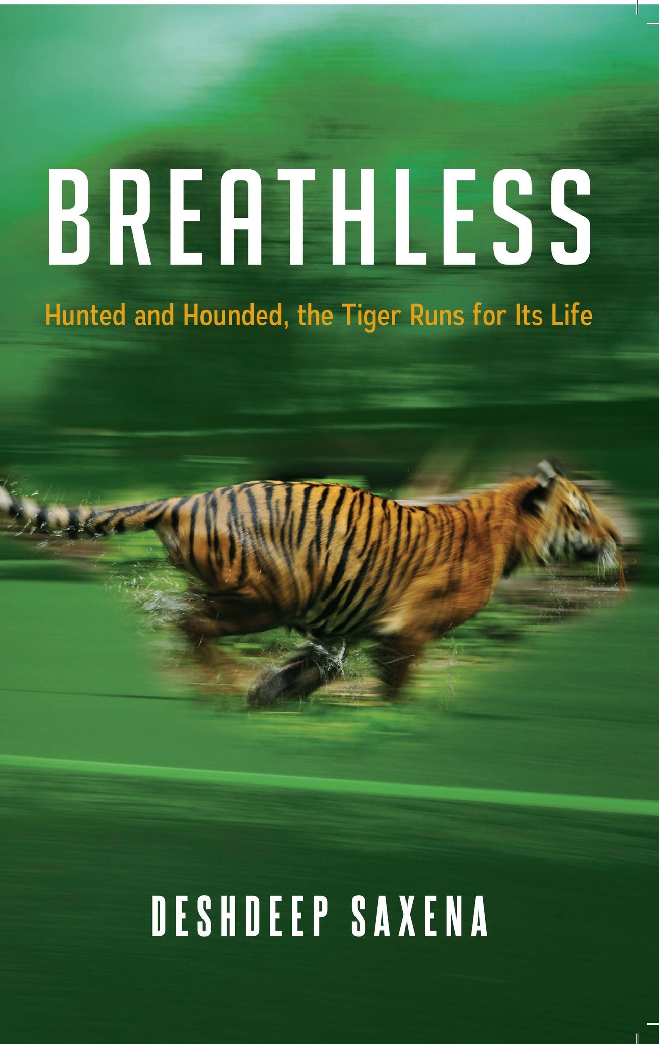 BREATHLESS: Hunted and Hounded, the Tiger Runs for Life
